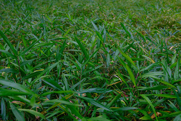 Natural grassy vegetation forming a textured green background