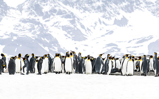 istock Penguins South Georgia 2254145365