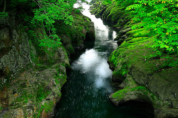 Summer scenery