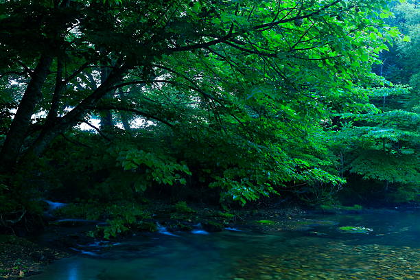 Summer scenery