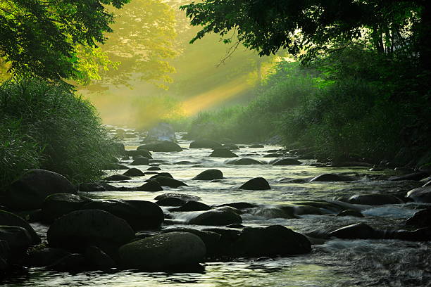 Summer scenery