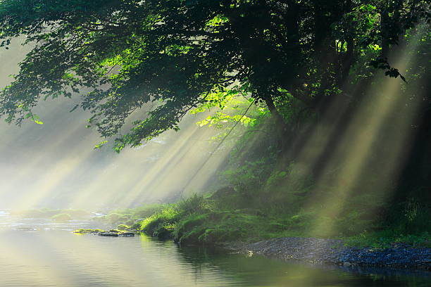 Summer scenery