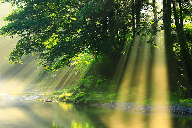 Summer scenery