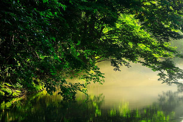 Summer scenery