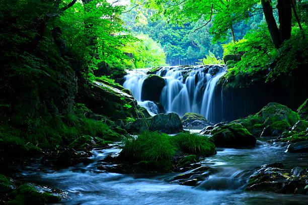 Summer scenery