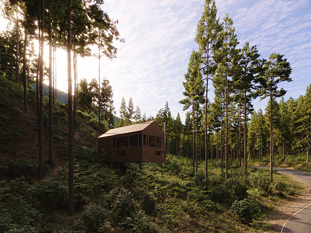 Modern wooden cabin elevated among trees, designed to blend architecture and landscape. Calm, sustainable living and travel concept (3d render)