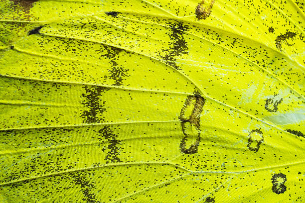 Close up colorful texture of butterfly wing surface pattern background