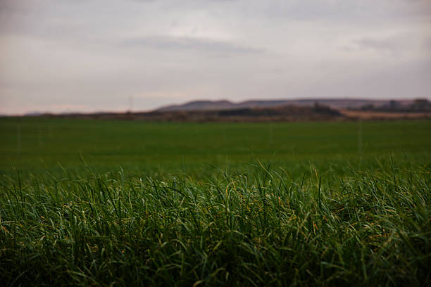 Wide green field at dusk with distant hills under a cloudy sky. A peaceful rural landscape filled with natural textures and soft evening light.