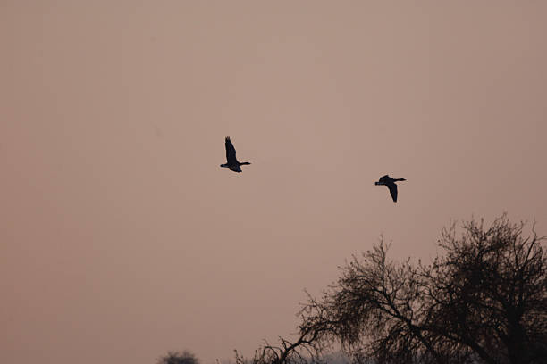 Silhouetted geese soar gracefully through the twilight sky, their wings outstretched as they navigate the evening air above bare tree branches