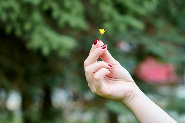 Pale hand with red nail Polish delicately holds tiny yellow flower outdoors in soft natural light with blurred foliage backdrop