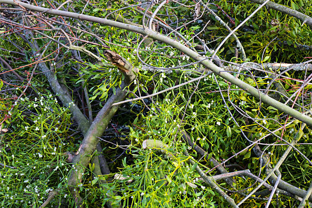Thick green mistletoe branches with characteristic white berries intertwine with bare wooden trunks in a natural setting.