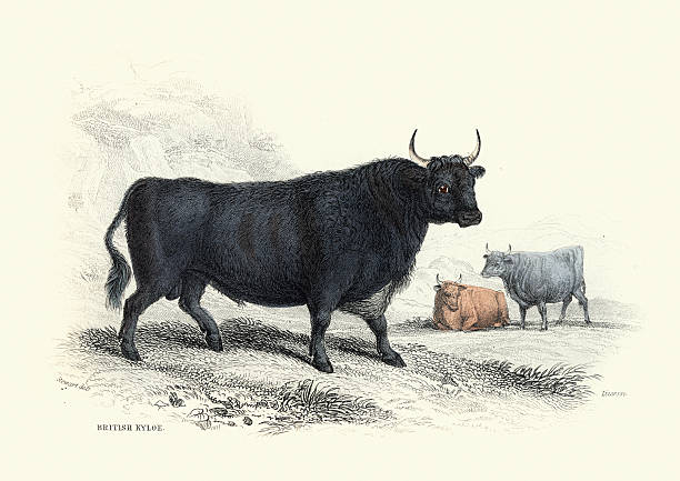 British Kyloe or Highland cattle, Black Bull, Cow, Livestock, Animal art print, 19th Century, Jardine