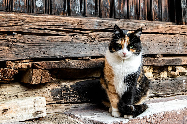 Charming domestic calico cat resting on weathered wooden beams of an old rural house, expressing warmth, calm, and tradition