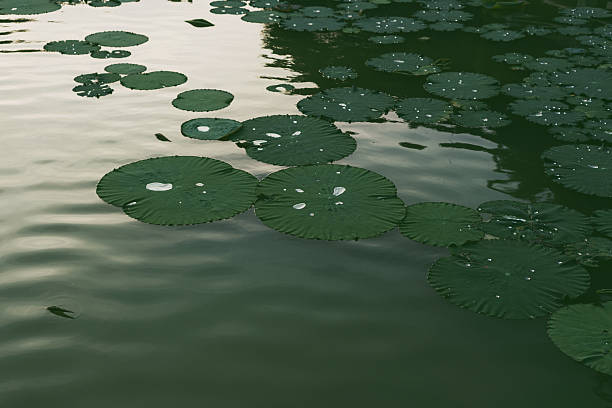 An overhead close-up of lily pads floating on calm water, each adorned with sparkling dewdrops or raindrops. A large textured green pad dominates the lower center, dotted with bright droplets, while smaller pads fan out toward the upper right, some showing ripples from a gentle disturbance. The water reflects soft light, creating a serene palette of greens and soft grays. The composition draws the eye from the prominent pad to scattered droplets and distant foliage, capturing a peaceful, natural moment. No people, animals, or artificial elements are present. Suitable for themes of aquatic botany, pond ecology, and tranquil nature photography.