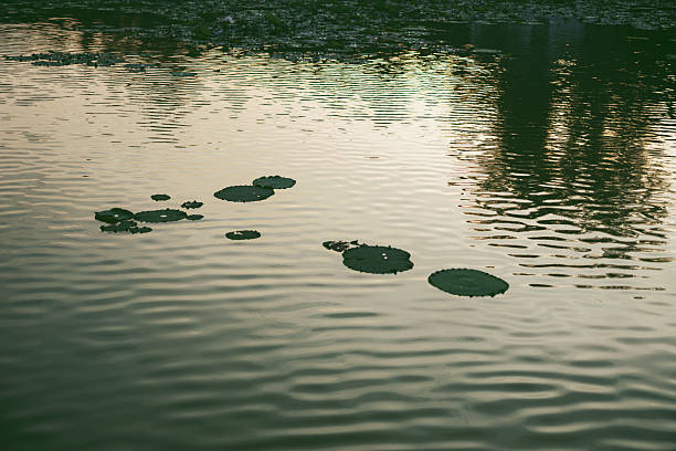 A tranquil pond scene features dark green lily pads of varying sizes floating on gently rippled water, with a large pad off-center lower right. Distant dense aquatic vegetation forms a textured background. Subtle light reflections (e.g., from a tree trunk) add visual interest. Muted earthy tones and soft light create a calm, contemplative mood. No people, animals, or artificial elements are present. Well-suited for themes of aquatic plant morphology, pond ecosystems, and serene natural photography.