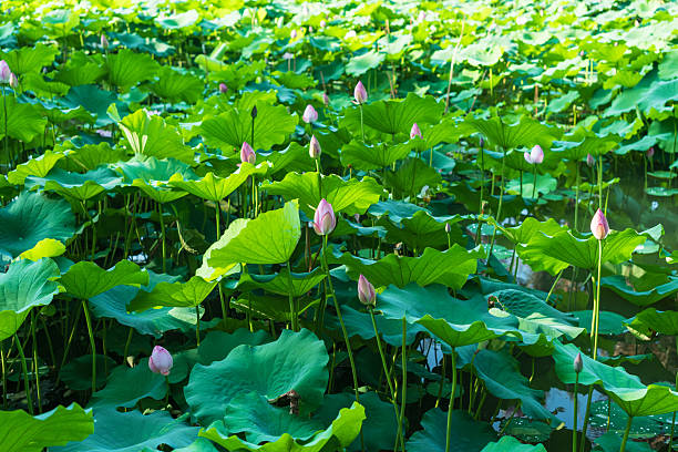 istock Dense green lotus leaves with pink buds 2254157104