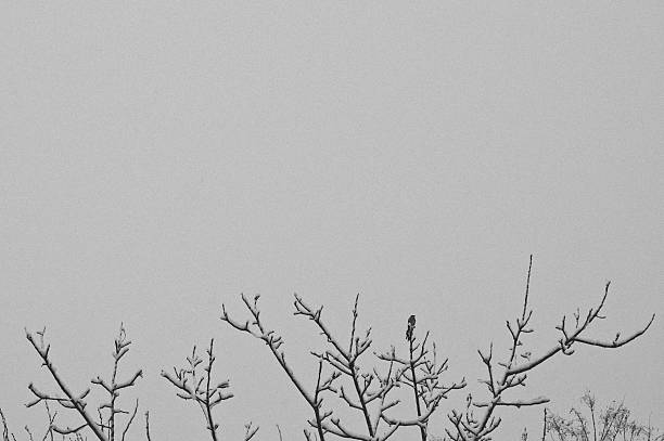 Monochrome winter scene: snow-covered bare branches with a single bird silhouette, pale gray sky and serene cold-season atmosphere, minimalist natural landscape.