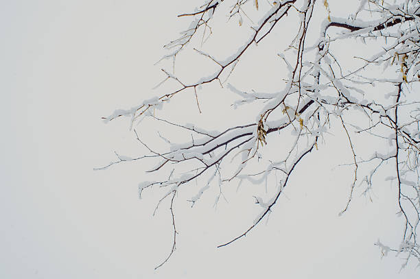 Snow-covered bare tree branches against pale white winter sky, delicate frosted texture and serene cold-season atmosphere, minimalist natural landscape.