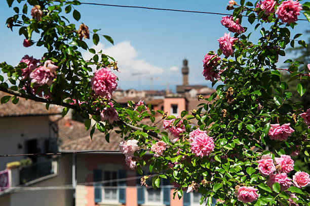 Pink Roses in the giardino delle Rosa with a blurred city view of Firenze Italy.