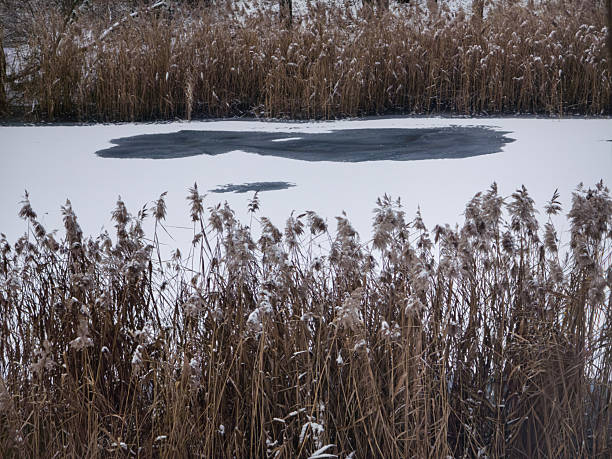 A winter scene at Pogoria 3 lake in Dąbrowa Górnicza, Poland, photographed on December 31, 2025. The lake is partially frozen with snow-covered ice and surrounded by reed beds. Cold and tranquil atmosphere of a Polish winter landscape.