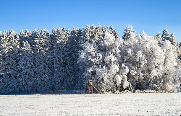 impressive trees, frosted and snow covered