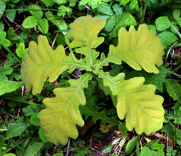 In nature, a young oak seedling grows with leaves