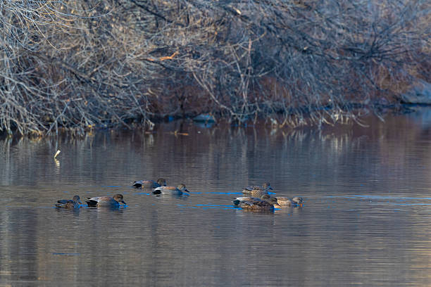 male gadwall swims on the lake in the nature reserve and enjoys the morning sun