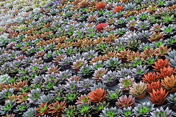 Many colorful succulent plants growing in small pots creating a natural pattern