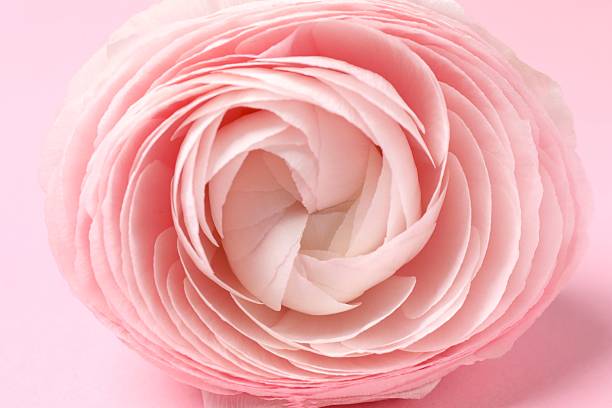 istock Beautiful fresh ranunculus on pink background 2254174372