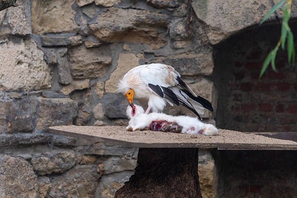 Photographed this beautiful King vulture while drying its wings in the wild rain forest at Boca Tapada, Costa Rica.