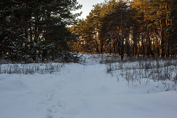 Country road in the forest in winter
