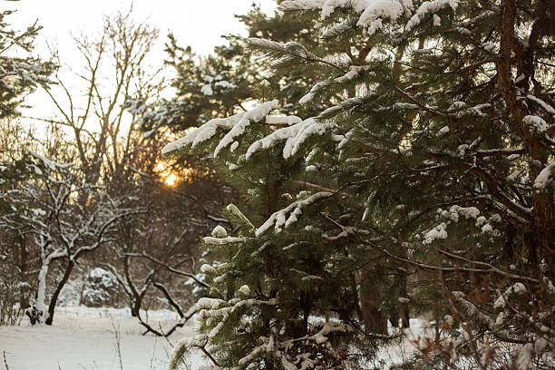 istock Winter Forest Nature Covered in Snow 2254175295