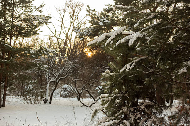 istock Winter Forest Nature Covered in Snow 2254175296