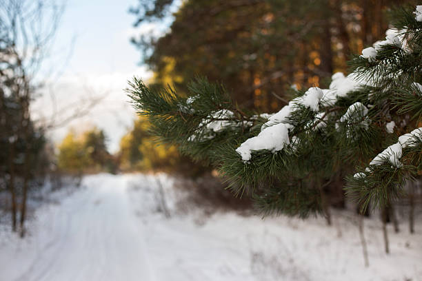 Winter Forest Nature Covered in Snow