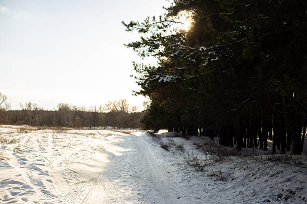 winter landscape with snow and trees