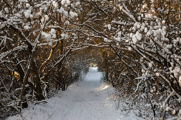 Winter Forest Nature Covered in Snow