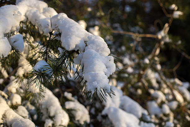 istock Winter Forest Nature Covered in Snow 2254175442