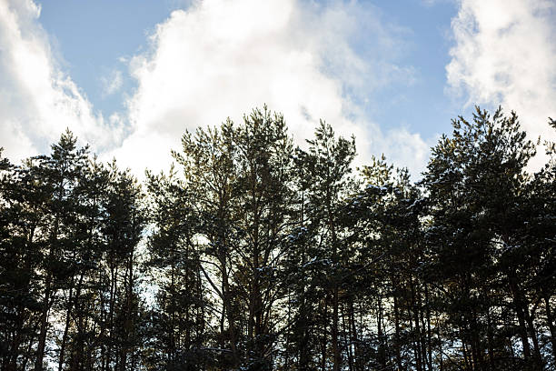 winter landscape with snow and trees