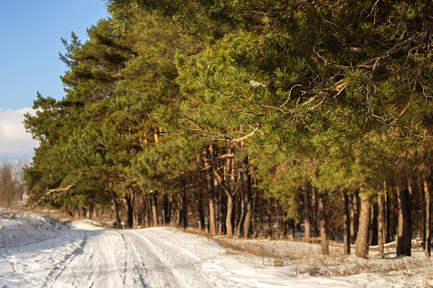 a winter road in the siberian taiga