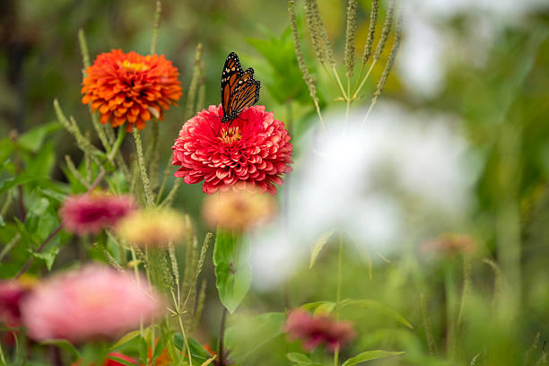istock Butterfly on flower 2254177153