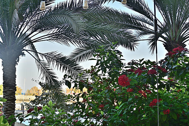 Tropical, colorful flowers in a park (Muskat in Oman)