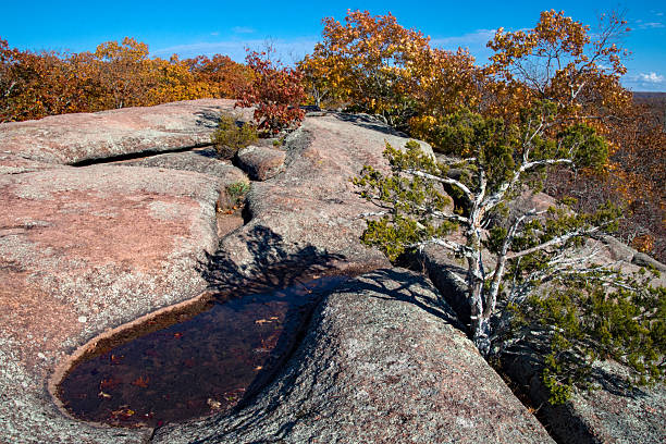 istock Elephant Rocks SP - Pothole & Cedar Tree in the Granite 2254178506