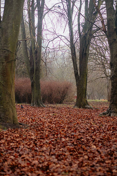 Bare branches of trees standing in a thick, mysterious fog during autumn creating a moody atmosphere