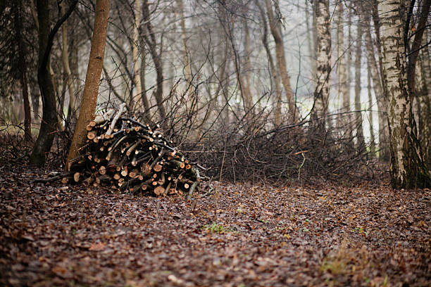 A horizontal shot of a neat pile of cut branches and logs resting against a tree trunk on a leaf covered forest floor in late autumn.