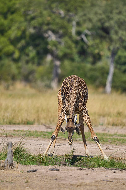 istock Thornicroft giraffe at a waterhole 2254183697