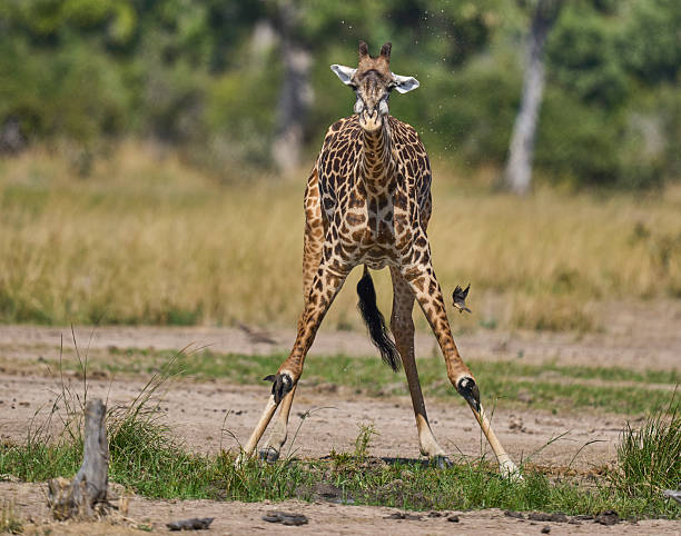istock Thornicroft giraffe at a waterhole 2254183707