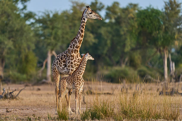istock Group of Thornicroft giraffe 2254184118