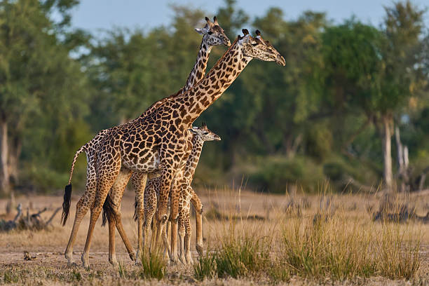 istock Group of Thornicroft giraffe 2254184123