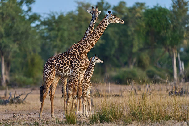 istock Group of Thornicroft giraffe 2254184148