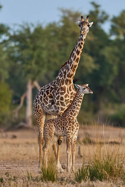 istock Group of Thornicroft giraffe 2254184151